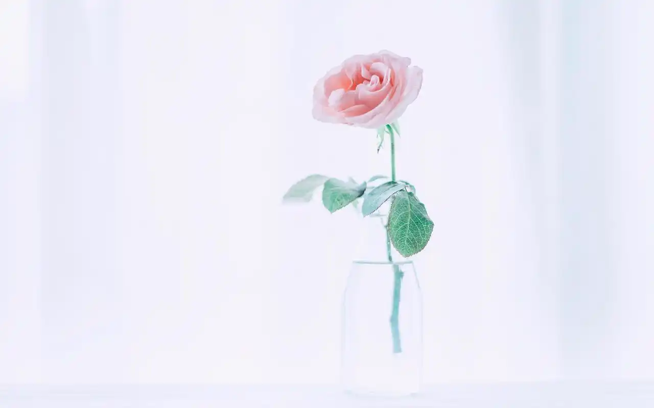 小清新植物高清图片桌面壁纸