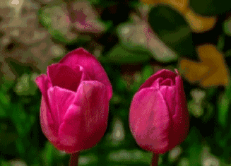 327_235gif 动态图 动图