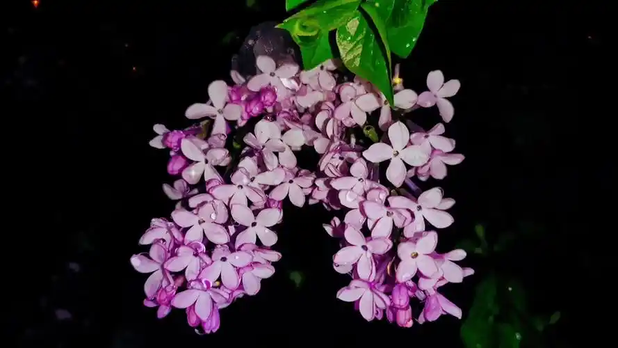 夜晚的丁香花