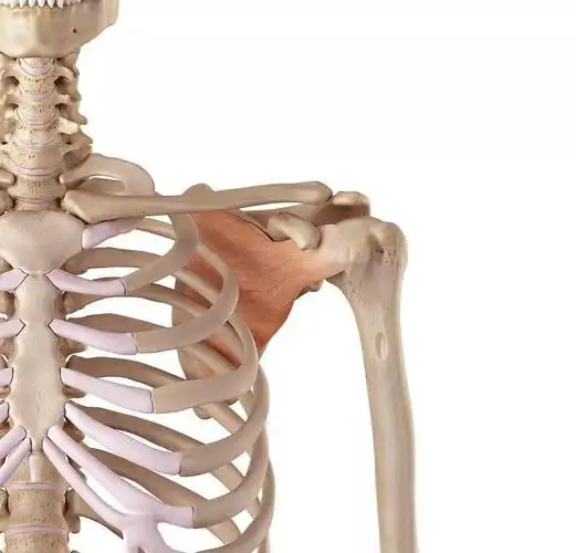 深入学习了解肩胛骨