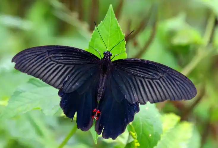 蓝凤蝶图片  凤蝶图片  蝴蝶图片
