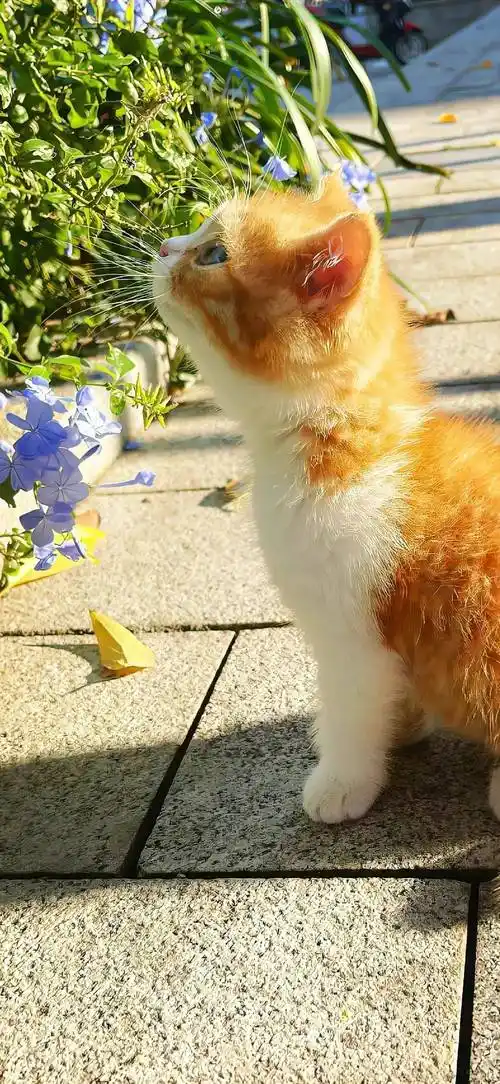 壁纸|心动的可爱风手机壁纸00