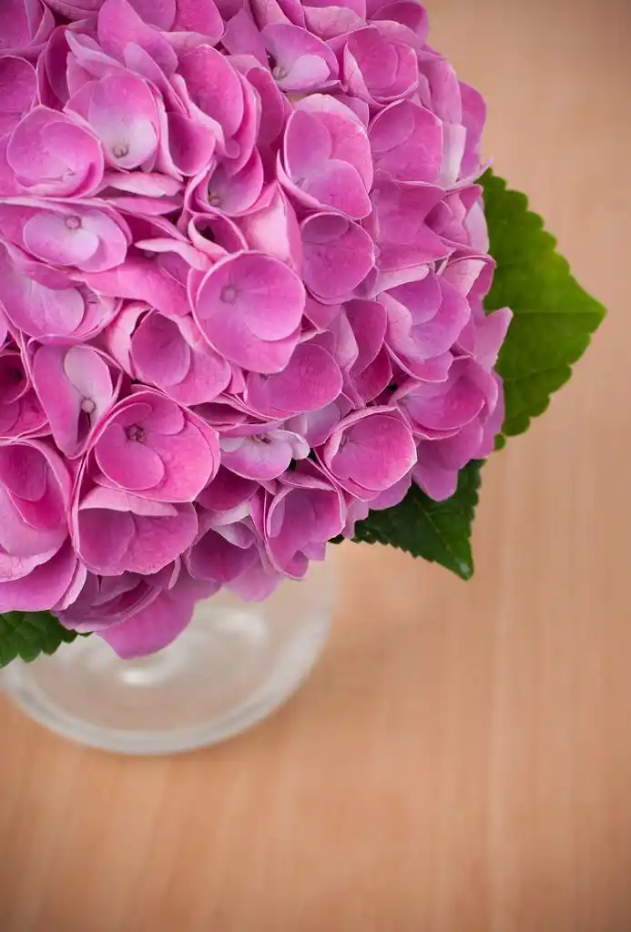 在木桌上的粉色绣球花