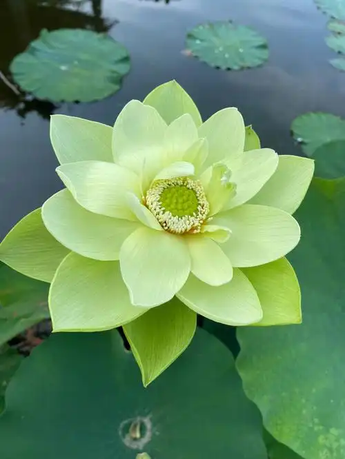 我也在想这大自然真的无奇不有.居然有这么美的莲花.