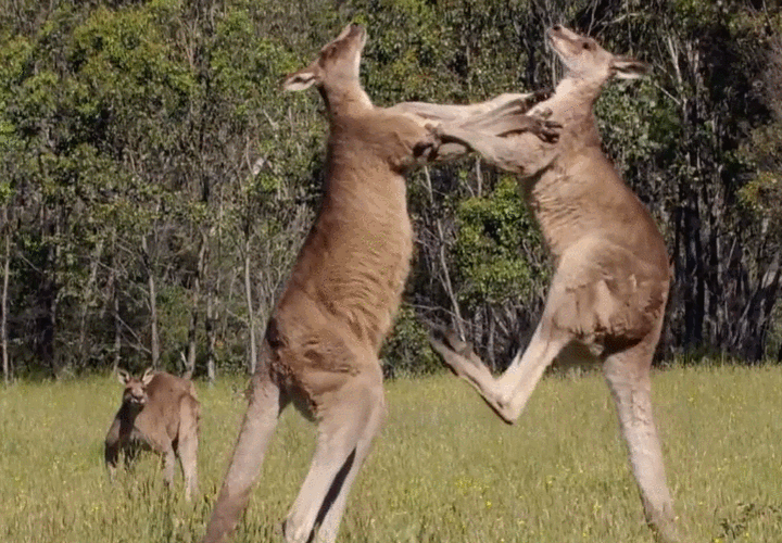 动物会模仿人类打架吗?饲养员要不要劝架?一本正经的科普来了