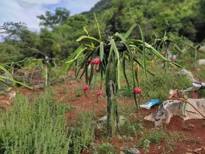 火龙果园开园啦!免费吃吃吃