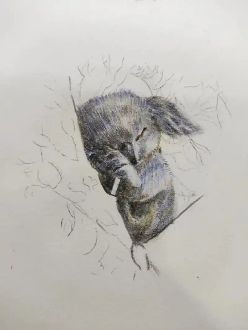 纯手绘彩铅步骤图#一起学画画 #纯手绘作品 #树袋熊  - 抖音