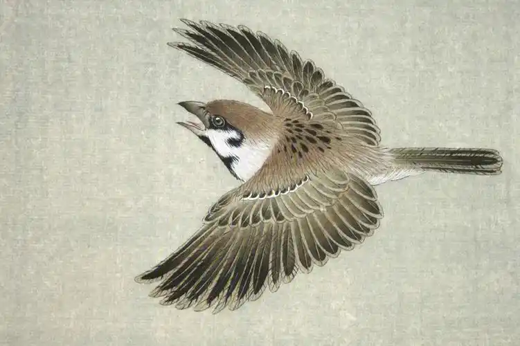 龚雪青工笔《67麻雀》设色步骤示范