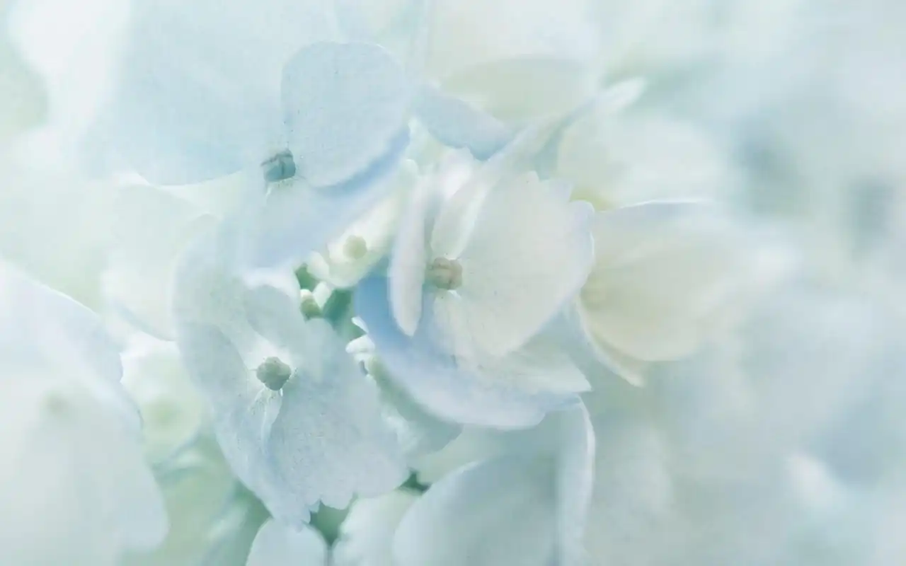 小清新淡雅绣球花唯美花语