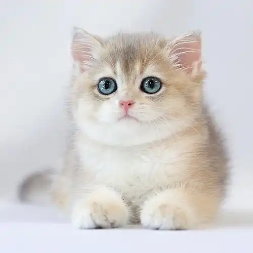 英国短毛猫活体-特价促销-优惠券领取-价格|多少钱|什么牌子好-35优惠