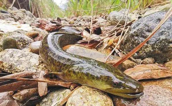 国家二级保护野生动物-花鳗鲡