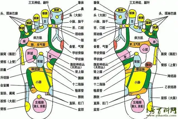 脚底疼痛部位图解,脚底疼痛位置及原因讲解 — 1号百科网