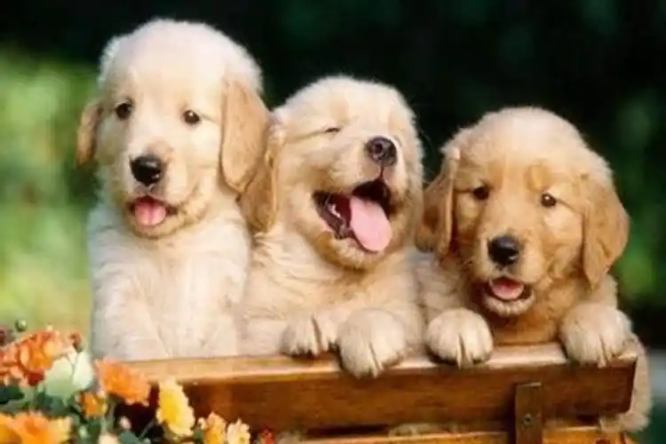 提起39岁狗2021运势,大家都知道,有人问2021年狗人的全年运势如何?