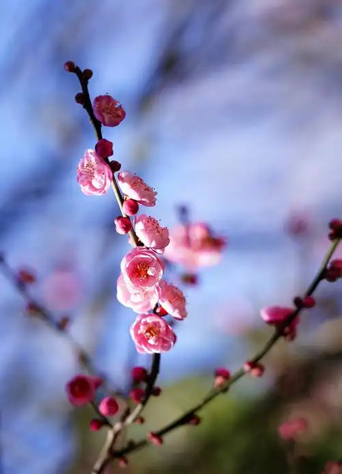 梅花图,迎新年!