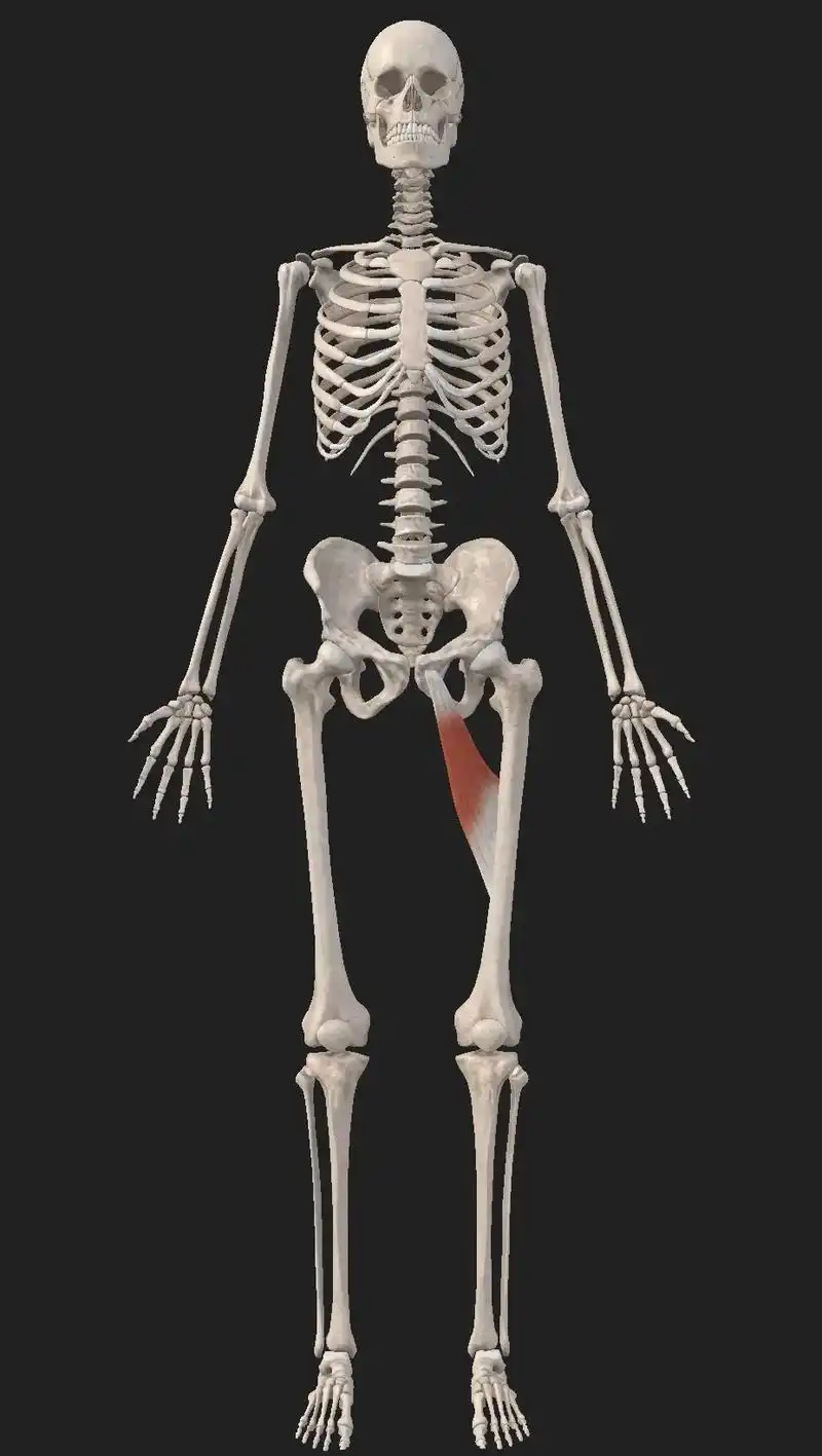 解剖#人体解剖学 #运动解剖  每日一肌 长收肌 起点:  - 抖音