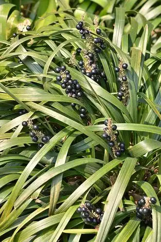 金纹 阔叶山麦冬 liriope muscari gold-banded,百合科 山麦冬属