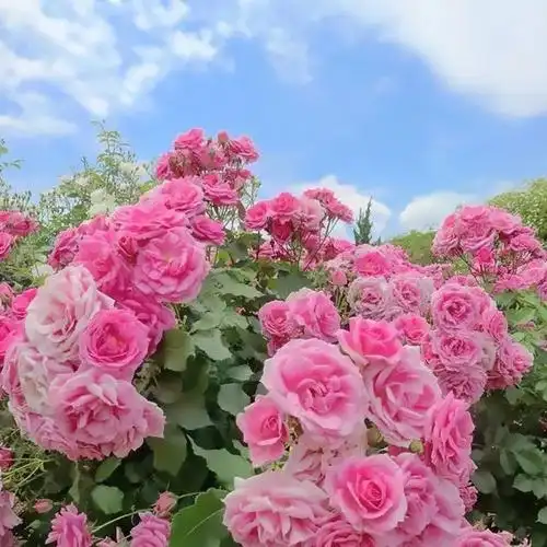 微信 头像大全 花朵_头像图片_扣扣乐园