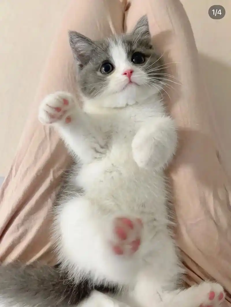 英短蓝白猫矮脚猫银渐层银点猫蹲家长.杭州.