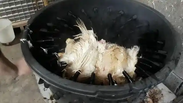 看看国外是如何给鸡去毛,几分钟就拔光两只,这机器效率真高