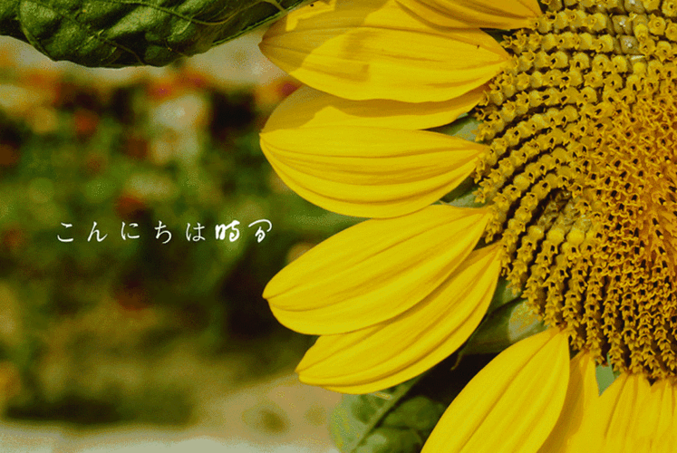 江南静谧小镇一段遗落在记忆里的慢时光