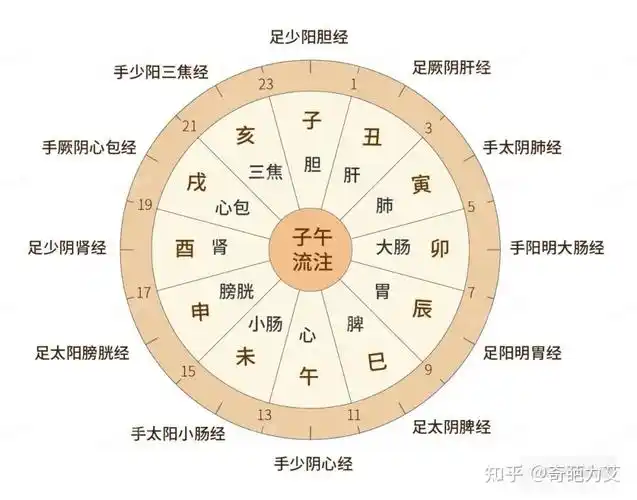 子午流注表可以看出来,一天十二时辰和身体里的十二脏腑是对应的,比如
