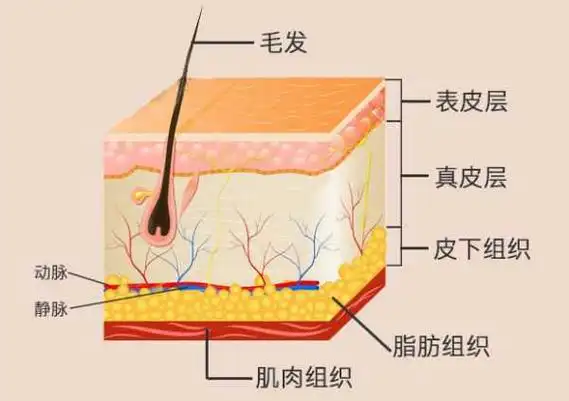 那么脂肪层有怎样的解剖结构特点?用哪种方法达到抗衰的效果更好?