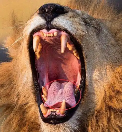 10种常见动物的牙齿特写照:马的最喜感,大熊猫的其实很强悍