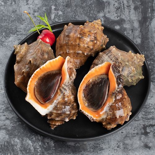 伯贤海螺鲜活 3斤生猛海鲜水产贝类大海螺鲜活