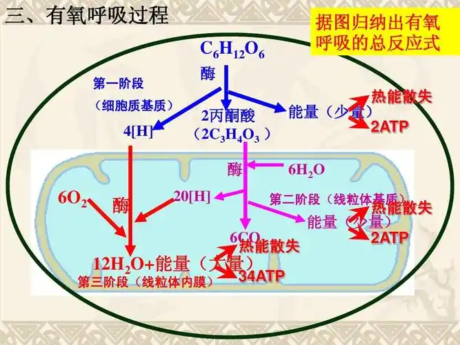 高中教育 理化生 细胞呼吸(高一公开课精品课件)ppt 三,有氧呼吸过