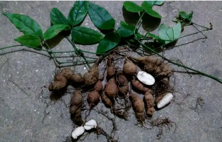 三叶青新鲜干货500g中药材石老鼠茶粉金线吊葫芦化疗