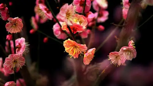 乌梅花与红梅花区别