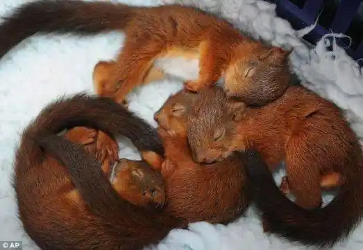 松鼠冬眠吗大部分松鼠科的成员都不会冬眠