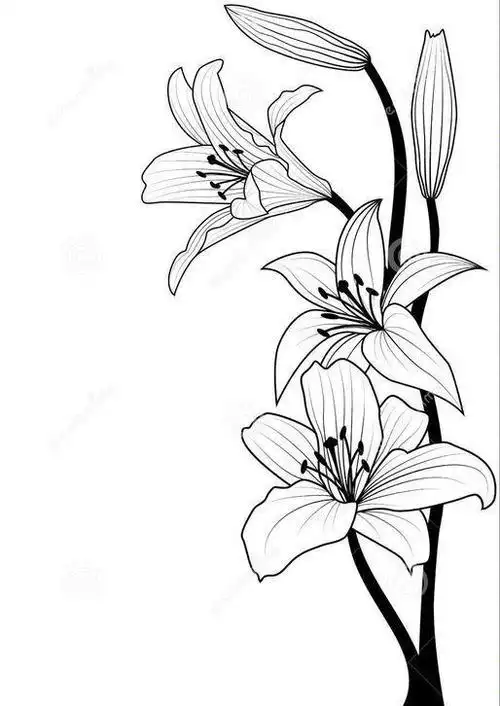 21:34:33百合花手绘线稿简笔画花生糖hst同采自open