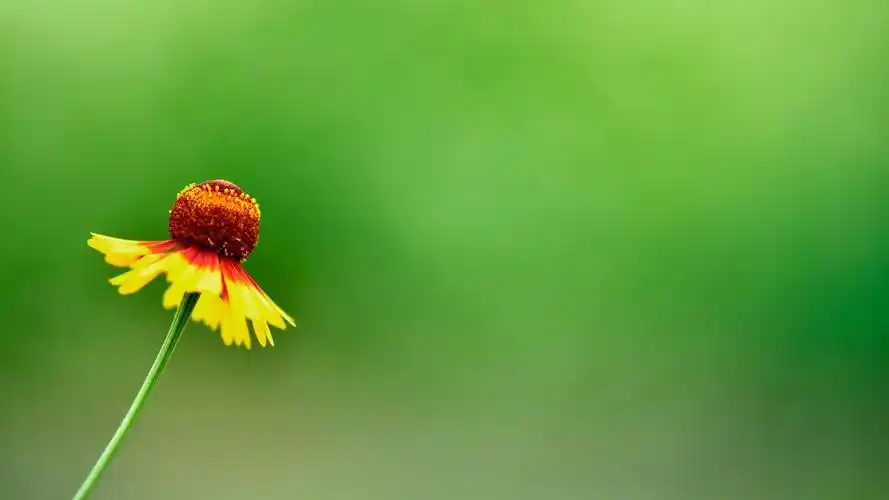 干净清爽简约,高清壁纸图片,矢量图-回车桌面