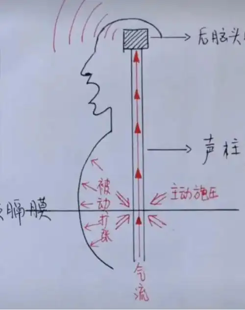 上腹or下腹?撑or缩?一目了然建议收藏
