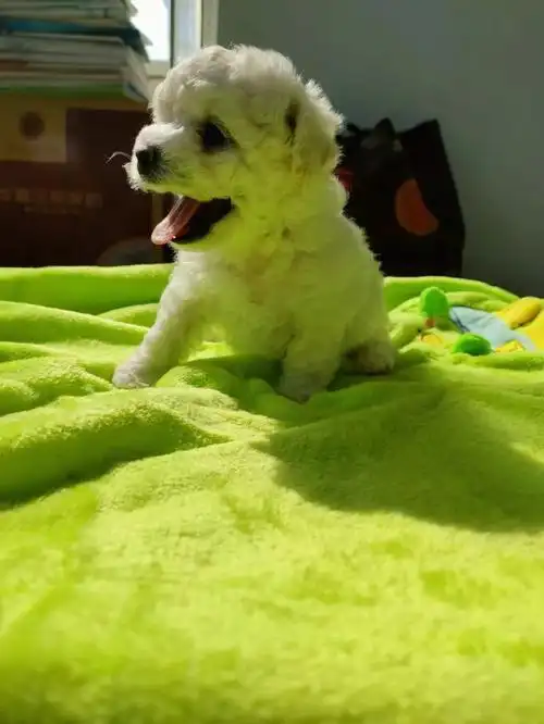 出这只妹妹今天37天了等打完三针苗接走价格不是很贵最好山东内地的找