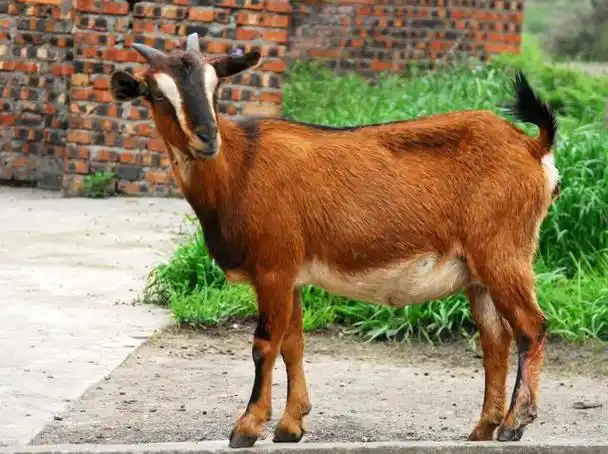 中国第一山羊江南黄羊有什么特点