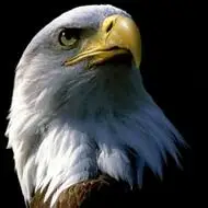 头像鹰霸气好看的鹰头像大全图片
