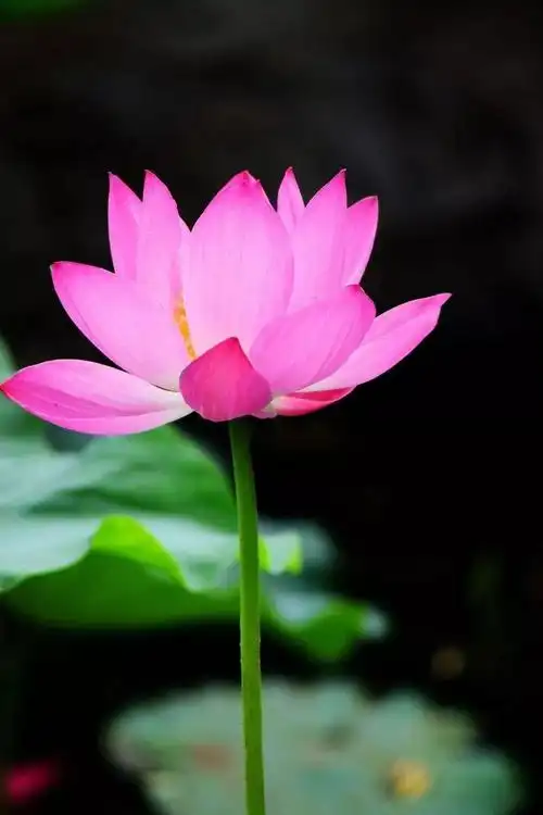 佛乐莲花诀唯美佛音清净内心