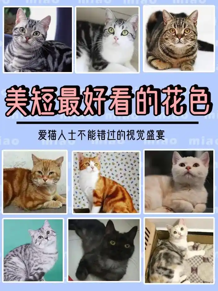 创作灵感 美短花色大全,你家猫是那个颜色的美短#萌宠 #抖 - 抖音