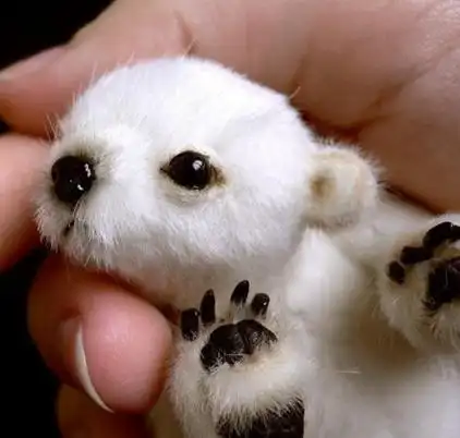 这些出生没几个月的小动物,你最喜欢谁?图5的实在是太可爱了