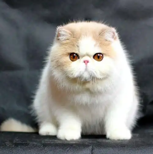 异国短毛猫图片