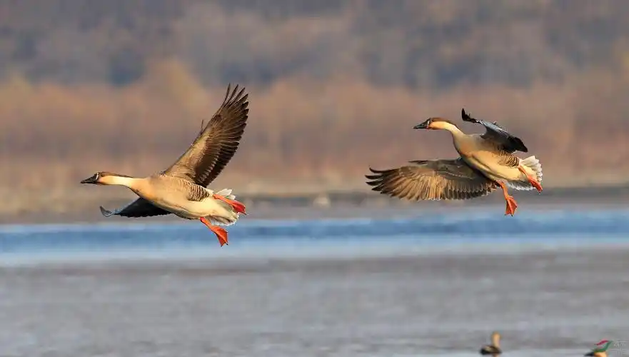 刚刚拍到的鸿雁