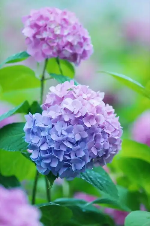 绣球花##无尽夏绣球##花海##赏花季##遇见美好##大