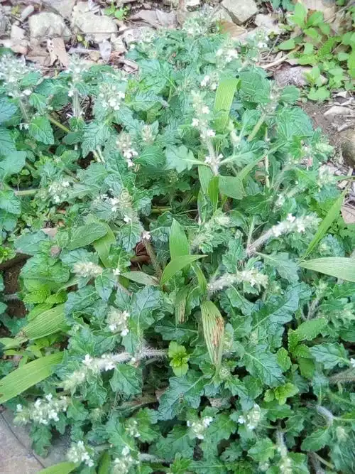 【白毛夏枯草】