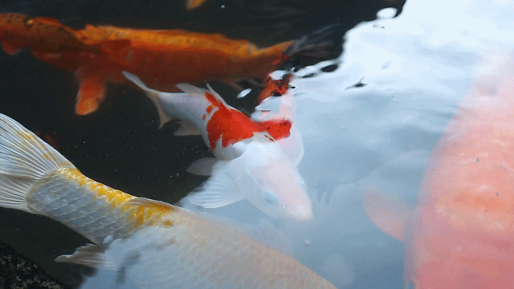 720_405gif 动态图 动图