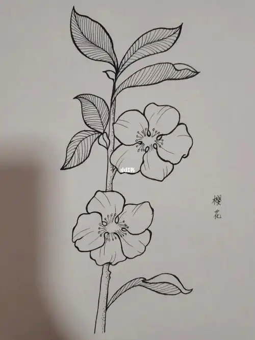 樱花线描临摹一笔一世界