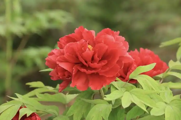 [首发]红牡丹(一)