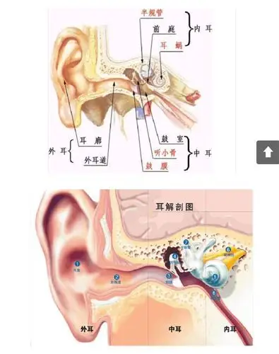 耳朵内部结构是什么呢?