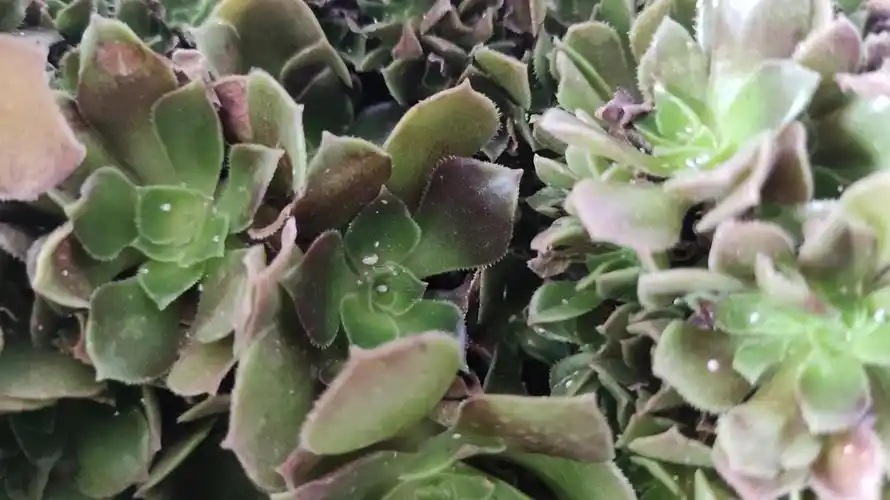 求助多肉上白色的虫子是什么啊